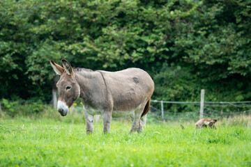 Naklejka na ściany i meble beautiful donkey with her foal hiding in the grass behind