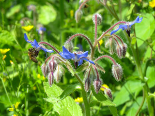 bee collecting nectar from borage