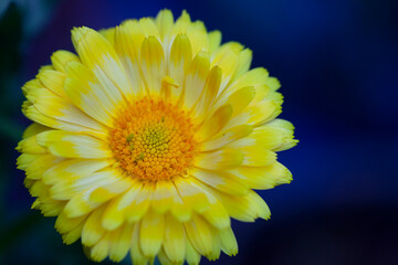 selective focus flower backgrounds