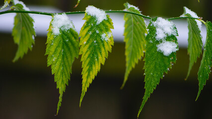 leaves in the snow Kerria japonica. Plant with leaves covered with morning frost. Photo taken in...