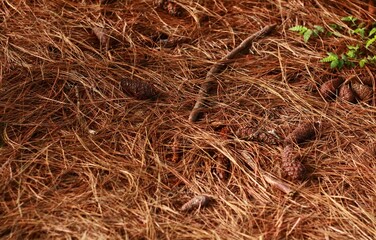 Bosque pinos