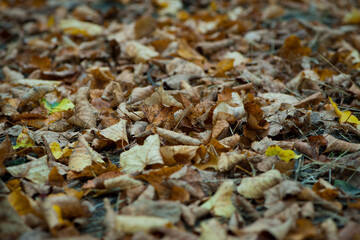 Dry leaves on the ground in a beautiful autumn forest. autumn background, fallen leaves in a forest or park. Grove. walk in the fresh air. selective soft focus. autumn colors, beautiful season