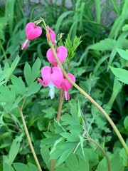 pink flower in the garden
