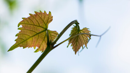 Obraz premium grape leaves. Fresh Green Grape Leaf. grapevine, tender young leaf. green vine leaves. growing in the garden, close-up, place for text. in spring and summer, isolated on white natural background