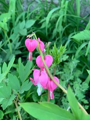 pink flower in the garden