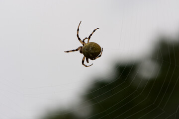 Araneus quadratus. a large cross spider sits in her spider's web and lurks for prey. spider on a web. macro nature. isolated on white. predator on the hunt. arthropod close-up