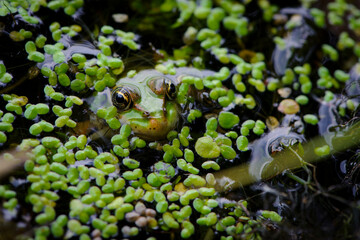 Marsh frog, frog eyes, Pelophylax ridibundus, in nature habitat. Wildlife scene from nature, green animal in water. Beautiful frog in dirty water in a swamp. amphibian close-up