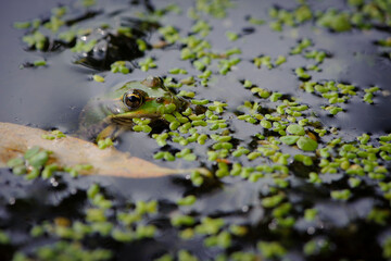 Marsh frog, Pelophylax ridibundus, in nature habitat. Wildlife scene from nature, green animal in water. Beautiful frog in dirty water in a swamp. close-up