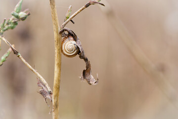 snail on dry plant. small spiral shell of snail on dried plant stem. Beautiful natural background....