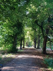 Trees alley in East town park in Haverhill