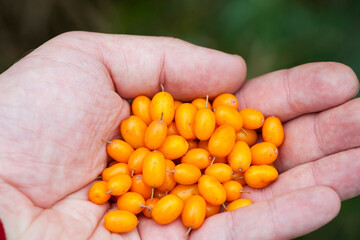 Hippophae. Hand holding ripe sea-buckthorn berries. orange colored berries in hand. vitamin C, useful sea buckthorn in medicine and cosmetology. close-up