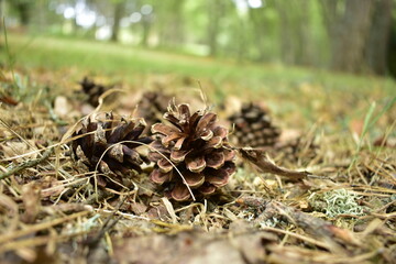 pine cone on the ground