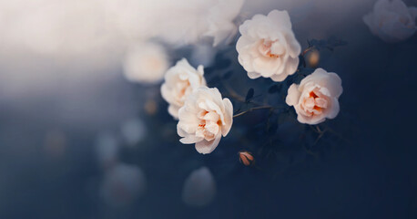 Delicate fragrant roses with white petals bloom among the dark leaves on a foggy summer evening....