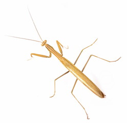 European mantis, mantis religiosa isolated on white background, subspecies - Mantis religiosa macedonica 