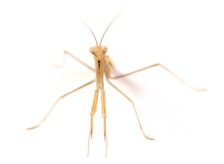 European mantis, mantis religiosa isolated on white background, subspecies - Mantis religiosa macedonica 