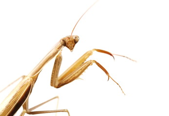 European mantis, mantis religiosa isolated on white background, subspecies - Mantis religiosa macedonica 