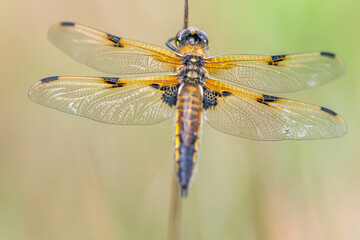 dragonfly on a branch