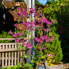 Obraz premium red-purple flowering bush in a rural garden
