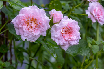 Fototapeta na wymiar Violet blooming roses