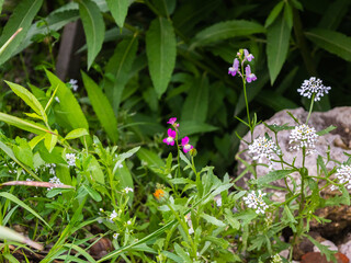 small flowering plants grow between lush green undergrowth
