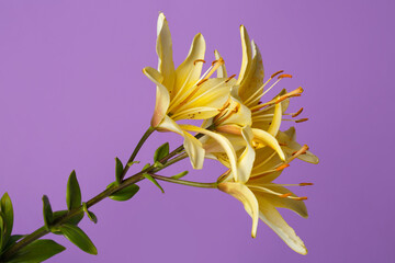 Branch of yellow lilies isolated on a purple background.