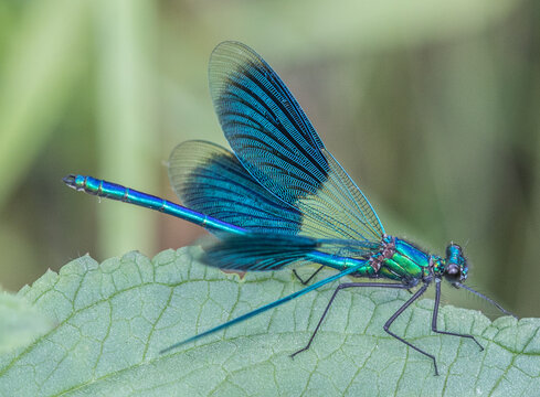 Dragonfly,Banded demoiselle (calopteryx splendens) close up in nature