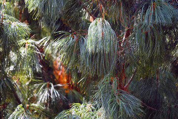 Beautiful cedar pine tree in the botanical garden.