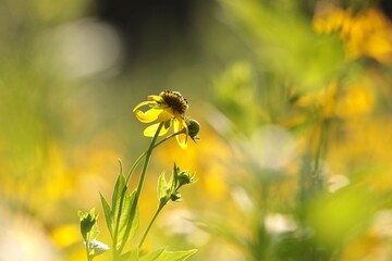 Cutleaf Coneflower - Rudbeckia laciniata in the garden