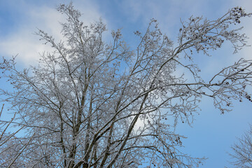 Winter landscape view at a tree of Engelberg in the Swiss alps