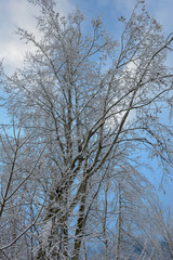 Winter landscape view at a tree of Engelberg in the Swiss alps