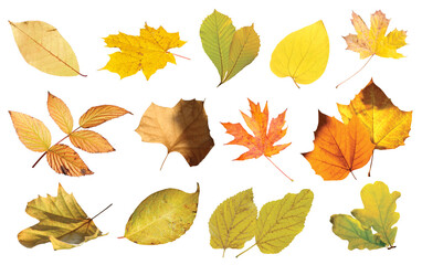 collection of autumn leaves isolated on a white background