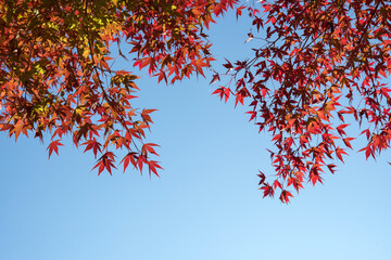 Japanese red maple leaves against blue sky, copy space　紅葉したもみじと青空 コピースペース