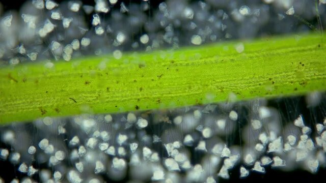 Infusoria (Ciliophora) Vorticella under microscope, class Oligohymenophorea. Video shows the colony attached to algae. They also attach to stones, crustaceans
