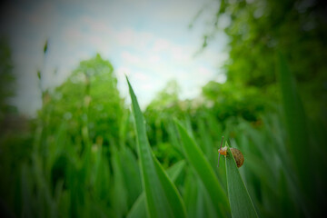 Small snail in the big grass