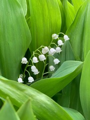 Lily-of-the-valley