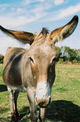 donkey in the field