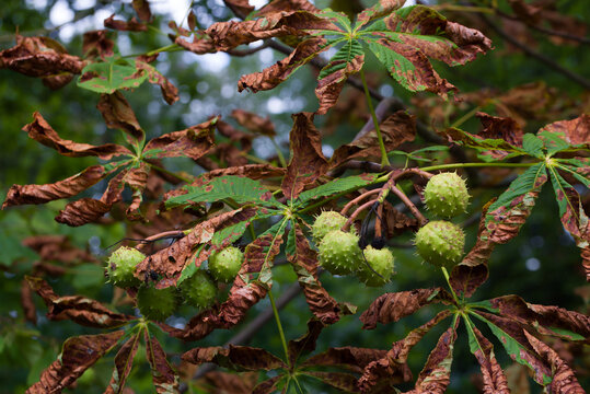 Chestnut Cameraria ohridella, is a pest of chestnut leaves common almost throughout Europe. Destructive chestnut in deciduous and parks.