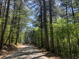 Obraz premium Morning light falls on a forest road