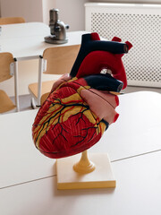 Anatomical model of the human heart in a classroom