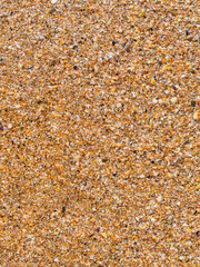 Marine vertical background: wet broken shell rock on the beach close up