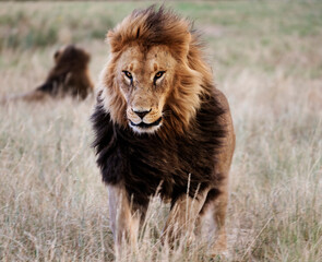 Lions in the grass at the Wild Animal Sanctuary near Keenesburg, Colorado. Original image from Carol M. Highsmith&rsquo;s America, Library of Congress collection. Digitally enhanced by rawpixel