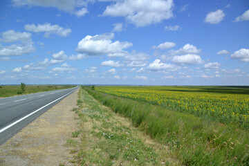 Fototapeta na wymiar sunflower field under a blue sky 