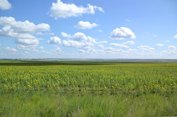 Fototapeta premium sunflower field under a blue sky 