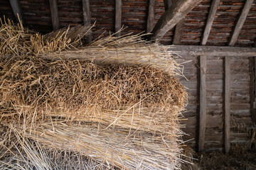 reeds for thatching