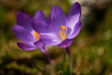 Krokus in der Morgensonne	