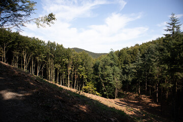 Forest view down a valley