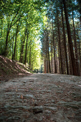 Vertical shot down a forest path