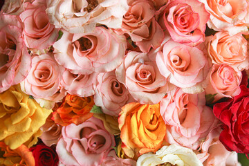 close up of roses 