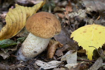Edible mushroom Leccinum pseudoscabrum in deciduous forest. Known as Hazel Bolete. Wild mushroom growing in the leaves.