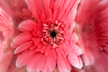 close up of gerbera flower 